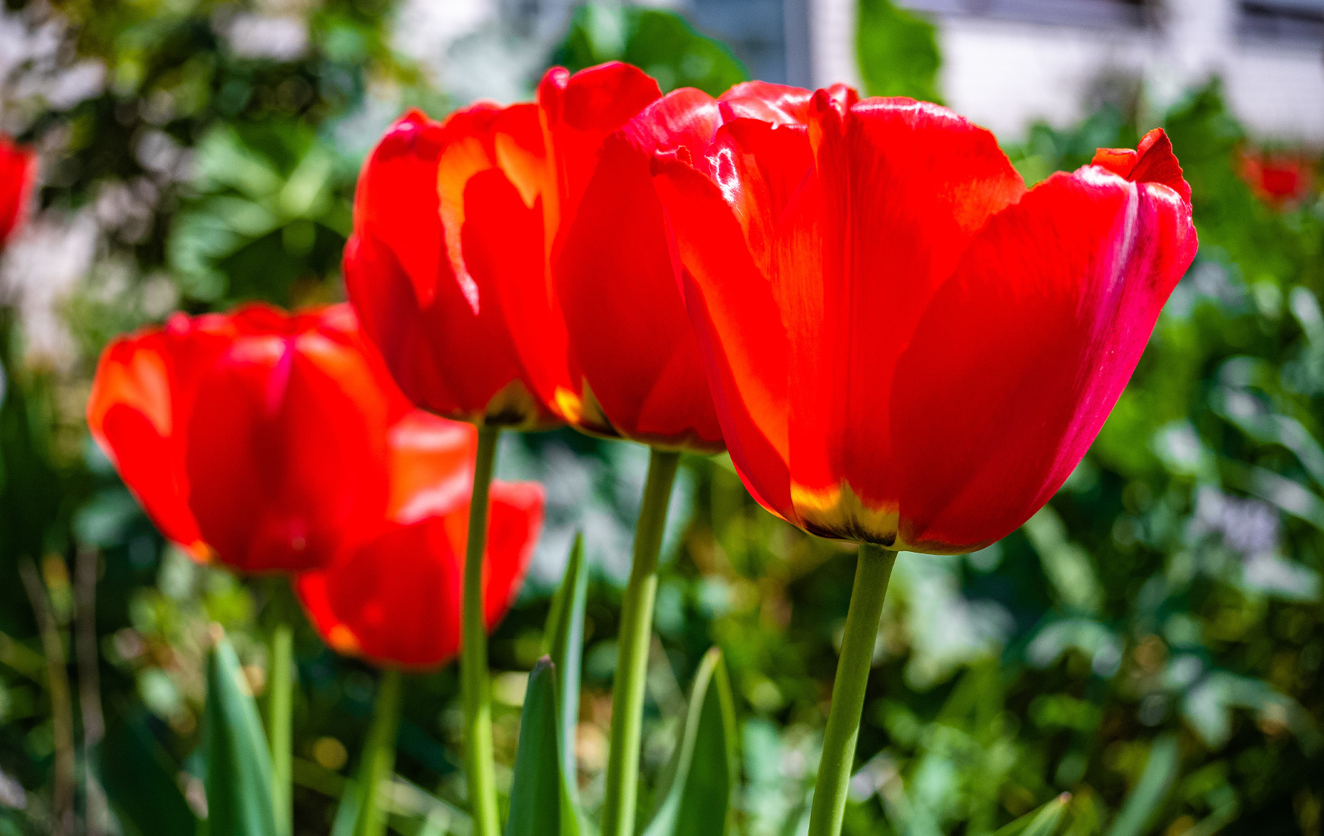 campo di tulipani di Blufi